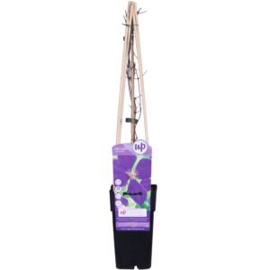 6a1d40fa79e1438f8152f39cc2ada89e3e861cd9f4f34f62943fd1deac121c7f.png Klematis Jackmanii