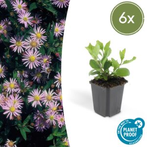 Aster ageratoides 'Asran' | 6 Stücke