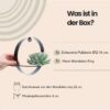 Sukkulent Echeveria Pulidonis auf Wanddeko Ring schwarz