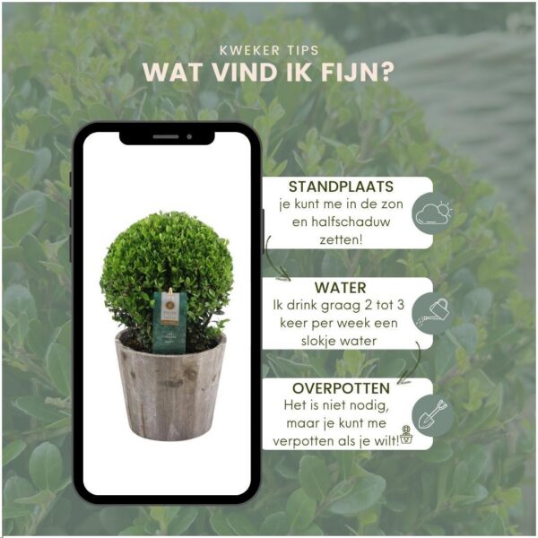 738e5b5c4de7424c800702579a72a9f896a833d12aea4685b6f3db593de62635.jpg Ilex crenata 'Jenny' bol im houten Topf | 2 Stücke