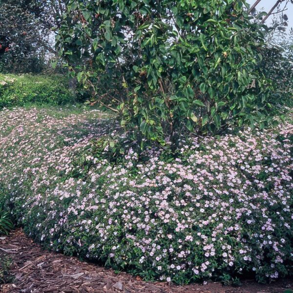 7688bb3ca7cc4f0eaf557cd691a3794b592915afec2e4eb1889fd8efd931de8f.jpg Aster ageratoides 'Asran' | 12 Stücke