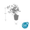 Ceratostigma plumbaginoides | 6 Stücke