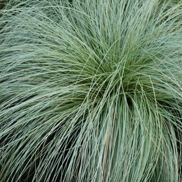 Ziergräser - Carex comans Frosted Curls - Grün - 4 Pflanzen - Immergrün - Wenig Pflege
