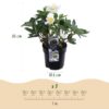 7b5af5ca0eed42a382a641ac84b52afde5da772f6620440bad09a334c4d672a0.jpg Christrose - Helleborus Christmas Carol - Weiße Blüte - 4 Pflanzen - Immergrün