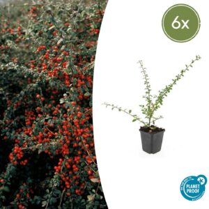 Cotoneaster suecicus 'Coral Beauty' | 6 Stücke