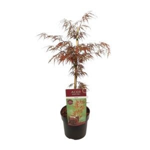 7dda48954aed4282b1314bb534948dcc557eb53a8bee4a50b73ae5f483ae8344.jpg Acer palm. 'Granat'