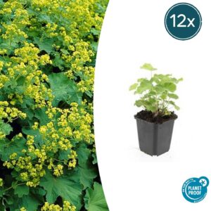Alchemilla mollis | 12 Stücke
