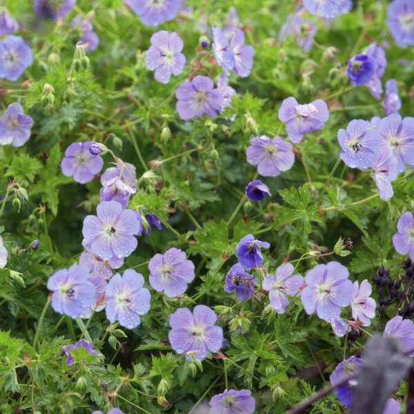 Geranium Rozanne | 12 Stücke