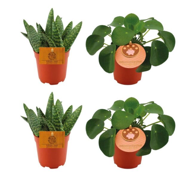 2x Aloe Paradisicum + 2x Pilea Peperomoides