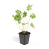 Geranium Rozanne | 12 Stücke