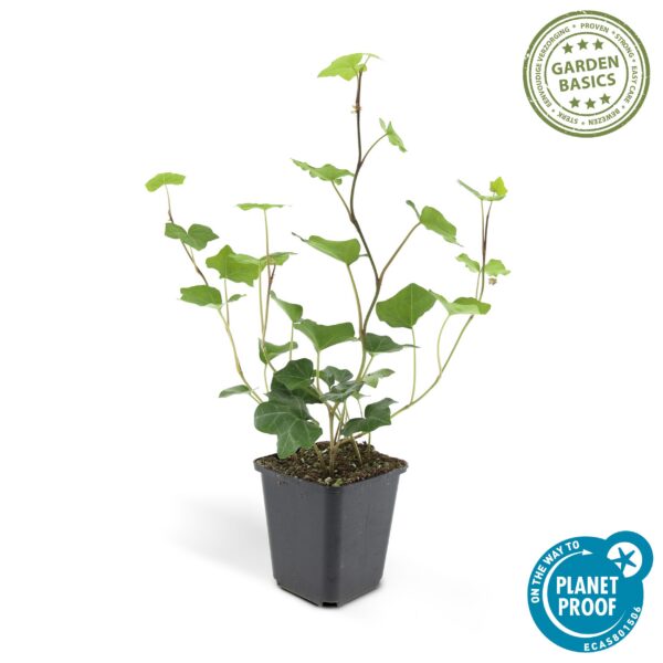 8562c8abc5e44001b2c6da05e68dd51f1cdb58ec2a1847a094fdb539bb9bd432.jpg Hedera Hibernica | 60 Stücke