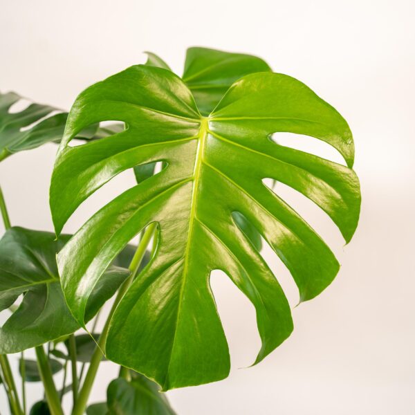 Monstera Deliciosa im Topf Mayk Blei