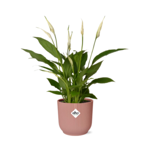 8939d778511c48f2aaba430a134aba87c379c7151fdc4b2484a0f3cecef22fbe.png Spathiphyllum Torelli in ELHO Vibes Fold rosa