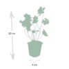 Geranium Rozanne | 12 Stücke