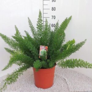 8b0cae77acbc4d3386fd88678946629318892ce53ee54910bf201da8d2602a55.jpg Asparagus D Meyers