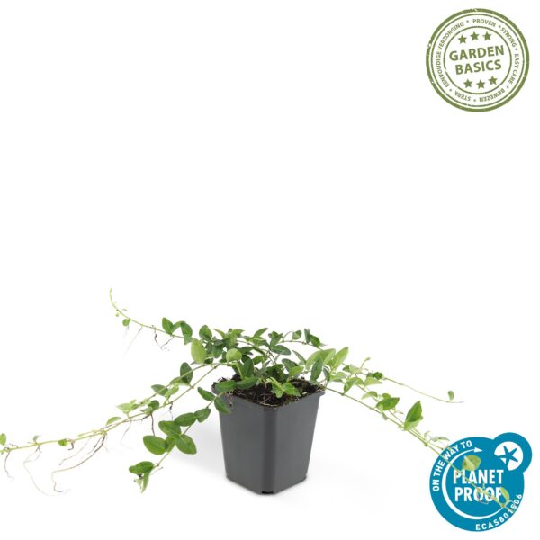8ccafd05165f4b6c9b17b9051dfa59894f94f6f00580412fa2ca4040d2cf99de.jpg Vinca minor 'Alba' | 6 Stücke