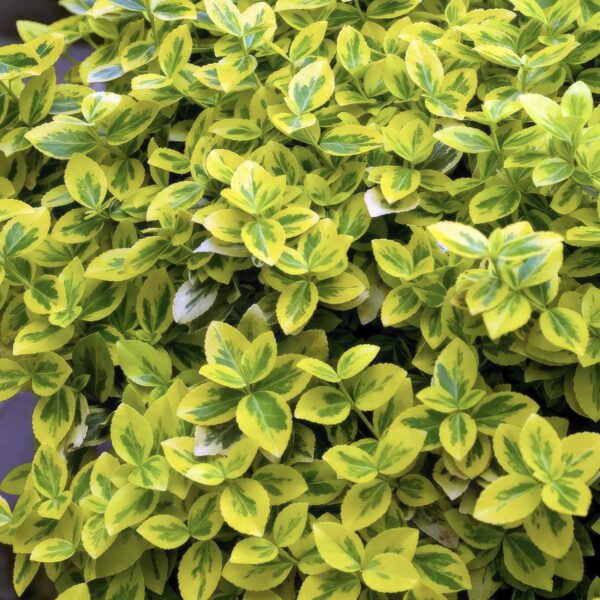 Euonymus fortunei 'Emerald 'n Gold’ | 12 Stücke