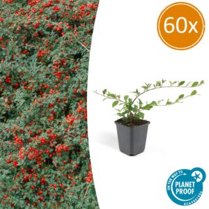 Cotoneaster dammeri | 60 Stücke