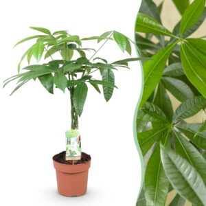 9505fe26a03e495799b8e2a5b02aa1cfa1fe0a45d9b94b4f92c1a2c1912dd784.jpg Pachira Aquatica geflochtener Stamm - Geldbaum - Pflegeleicht - Grün