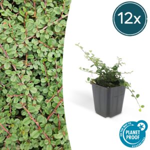 Cotoneaster prostratus 'Queen of Carpets' | 12 Stücke