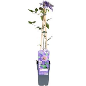 97119fe1881c43bdb4f167943e7642a6df731244f25a4348a2867ce950f8c047.png Clematis Multi Blau