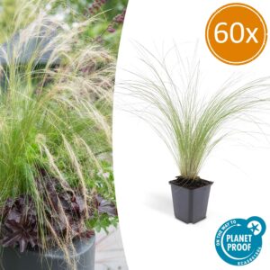 99b2ad025b7b44c8bee363c811a2d314a3ccec3358a34b90ae71a6289e7d5bfa.jpg Stipa tenuissima 'Ponytails' | 60 Stücke