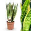 Sansevieria Laurentii - Weibliche Zunge - Pflegeleicht - Grün