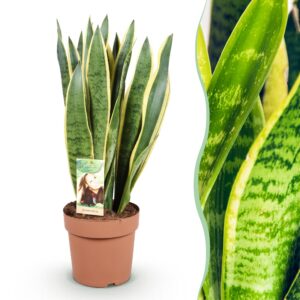 9a28a28ef92448ec99eb14abe1ed97802b07291d3a21408495b40ca158ff6963.jpg Sansevieria Laurentii - Weibliche Zunge - Pflegeleicht - Grün