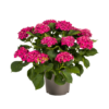 9b2f58450cbc47c4984db55e69bc4063a12ec857eba54816bbad623fe945769d.png Hortensie - Hydrangea Macrophylla - rote Blüten