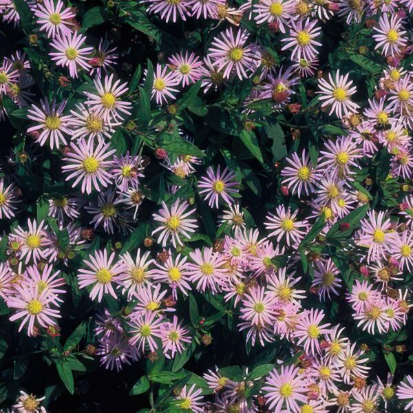 9b35f209686e44bb9ed5d5ae96c6ba6e88182694fef74d0ba8f18968481073bd.jpg Aster ageratoides 'Asran' | 12 Stücke