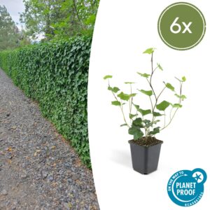 Hedera Hibernica | 6 Stücke