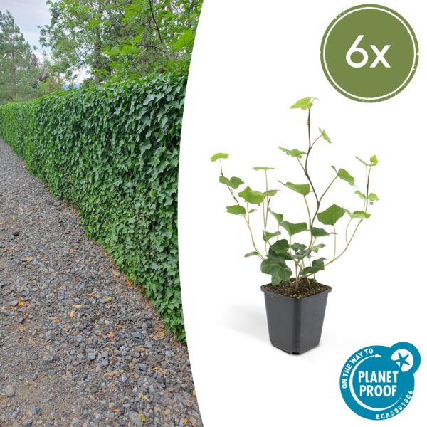Hedera Hibernica | 6 Stücke