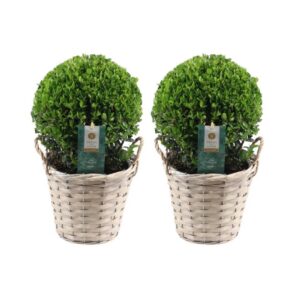 Ilex crenata 'Jenny' bol im Weidenkorb | 2 Stücke