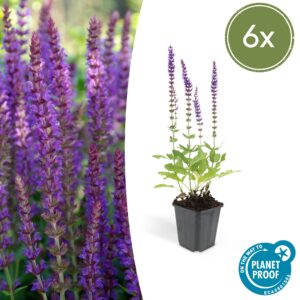 Salvia nemorosa 'Ostfriesland' | 6 Stücke