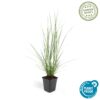 Pennisetum alopecuroides 'Hameln' | 60 Stücke