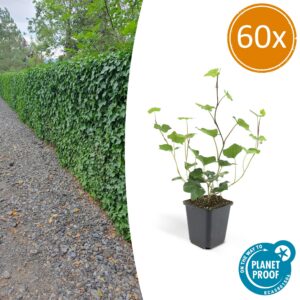 9f3fe95974764d438a872649ccf1bd1894731388afbd42c281d57f773260fe0f.jpg Hedera Hibernica | 60 Stücke