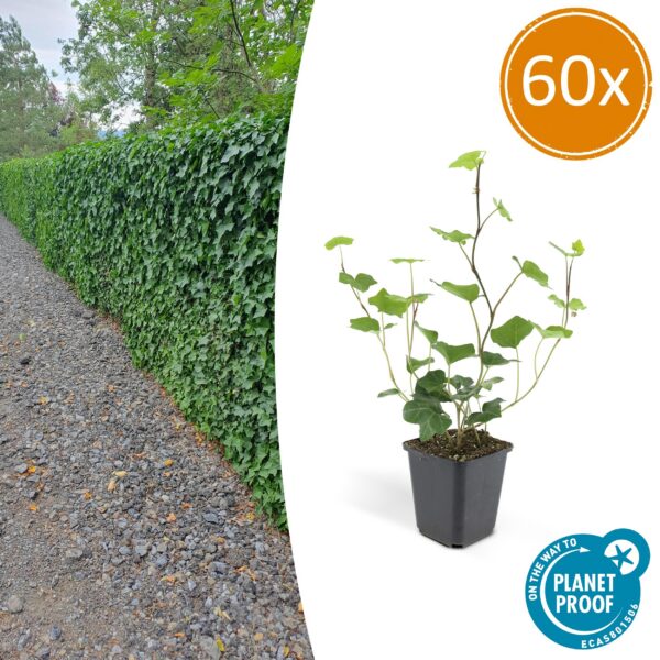 9f3fe95974764d438a872649ccf1bd1894731388afbd42c281d57f773260fe0f.jpg Hedera Hibernica | 60 Stücke