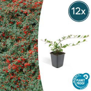 9f71e8e9ba3d4214800b0e34fa83ef6d3a3c7b083ddc48adae2258bbe91ce3e1.jpg Cotoneaster dammeri | 12 Stücke