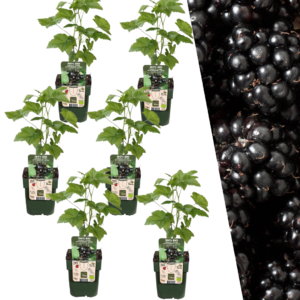 Brombeerenpflanzen BIO | 6 Stücke