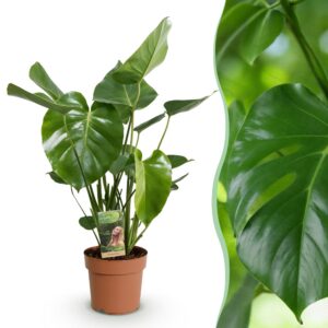 a121599c5f684c128a2eaf9d6d921d0209fb6ad16af141beb7fbfbef0f06b0eb.jpg Monstera Deliciosa - Lochpflanze - Pflegeleicht - Grün