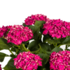 a141747ae9e4482db1b0178fa18e122ecdc7255b3e864977831fc9e7c2ecbac8.png Hortensie - Hydrangea Macrophylla - rote Blüten