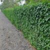a2b7261dc24042c08383c3b8463ba686a5798535a0734d5384effe530b921570.jpg Hedera Hibernica | 60 Stücke