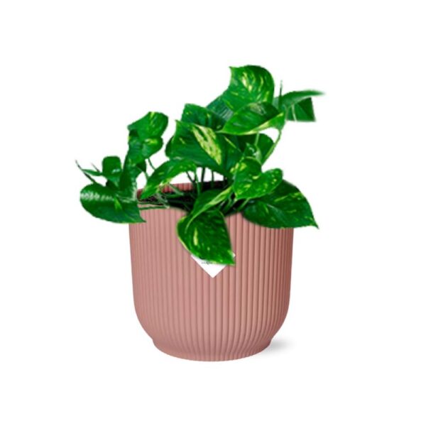 a32973fc376b407ca9b75398ac3d03e3f6e4867ed7d84409aefe96a536433ea6.jpg Epipremnum Pinnatum 'Aureum' in ELHO Vibes Fold rosa