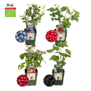 Fruchtparadis BIO Obstpflanzen mix | 4 Stücke