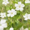 Vinca minor 'Alba' | 60 Stücke