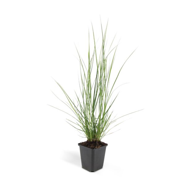 Pennisetum alopecuroides 'Hameln' | 60 Stücke