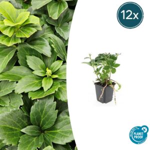 Pachysandra terminalis | 12 Stücke