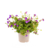 Geranium Rozanne - lila Blüten