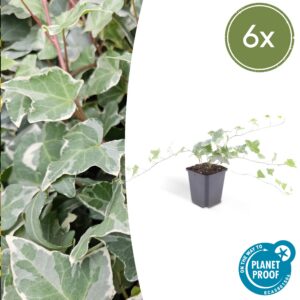 Hedera helix 'Glacier' | 6 Stücke