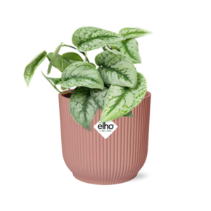 ac743c0bfbce452190581e564130324c00304ee0edf846d786a7af79ac03cd61.png Scindapsus Pictus 'Trebie' in ELHO Vibes Fold rosa